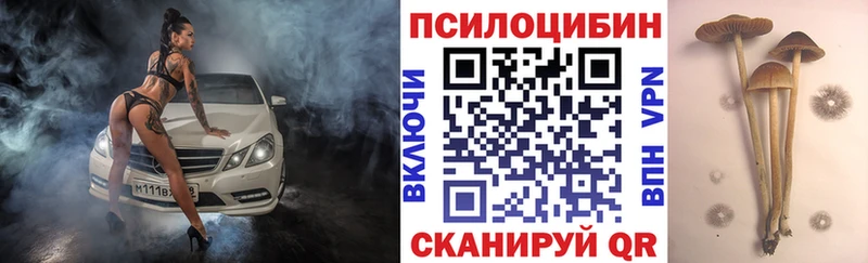 купить наркотики сайты  Курганинск  Псилоцибиновые грибы GOLDEN TEACHER 